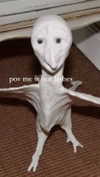 babynympho_archive Altpins Profile Picture