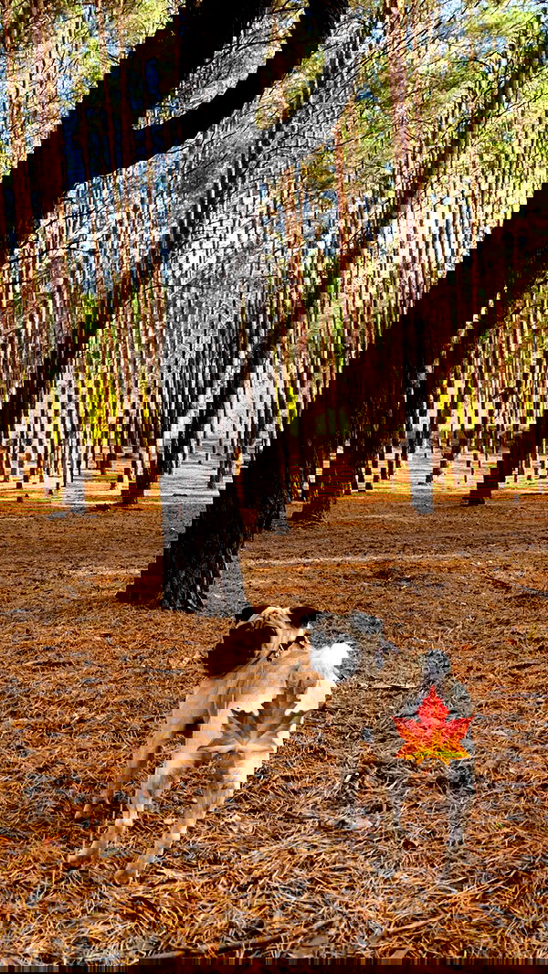 nyityam nyityam archive image