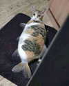 milkiwifey Altpins Profile Picture