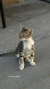 gwendolynceline Altpins Profile Picture
