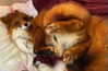 vanillachaiiiii Altpins Profile Picture