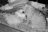 milena_milachich Altpins Profile Picture