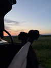 liisonnya Altpins Profile Picture