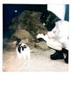 dwpolin Altpins Profile Picture
