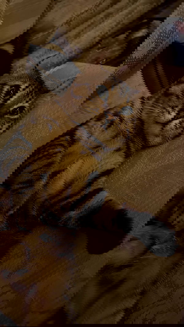 laurinchhhe laurinchhhe archive image