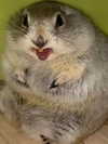 sashasucc Altpins Profile Picture