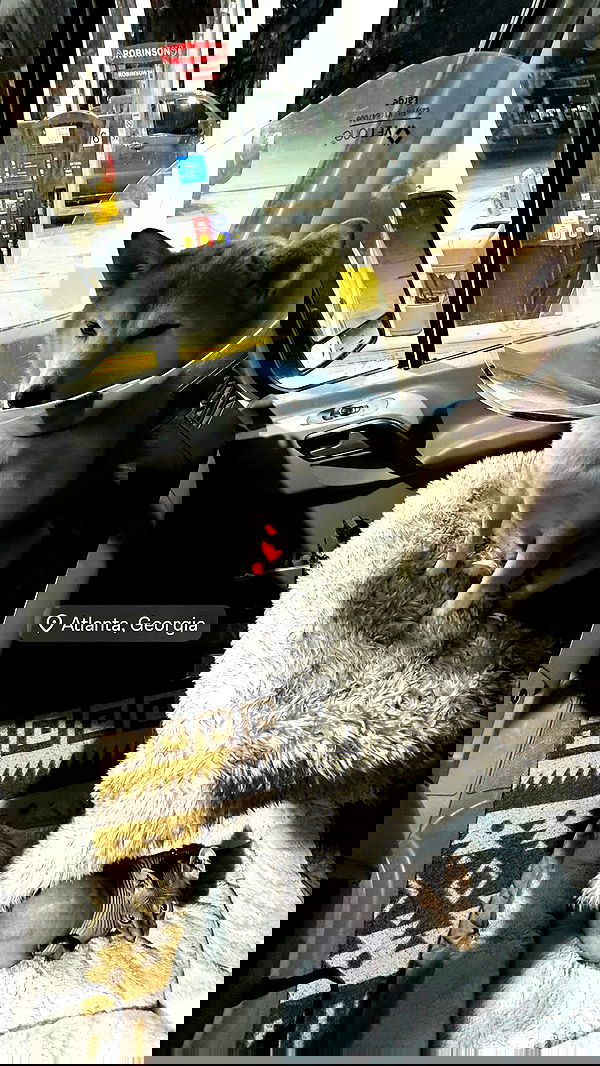 zommmbri image ~ Altpins