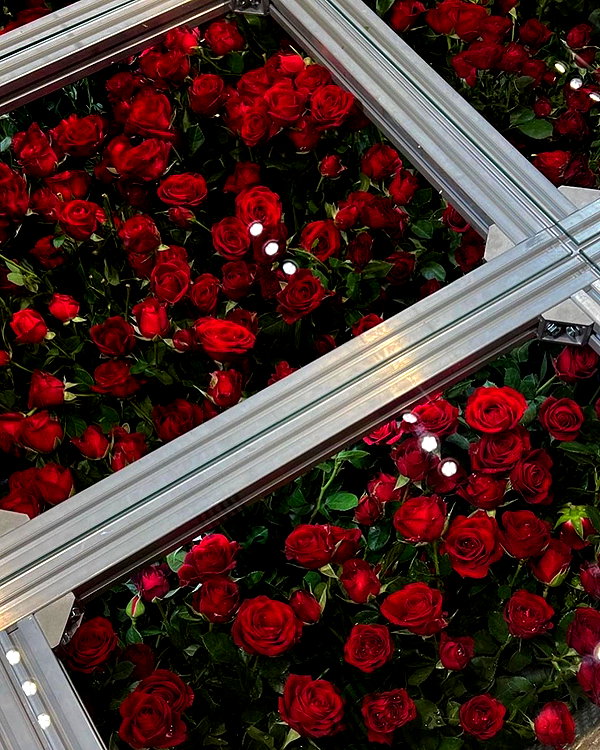 kelseydopegal instagram image archive image