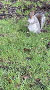 jahia_brown Altpins Profile Picture