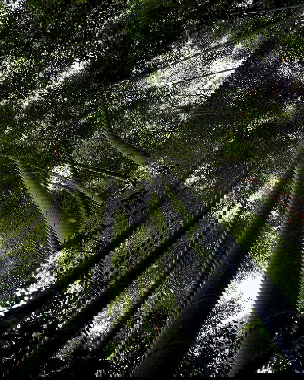 tamagotkri tamagotkri archive image