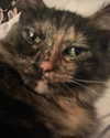 lousyfaerie Altpins Profile Picture