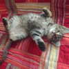 nishymoon_ Altpins Profile Picture