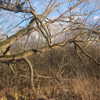 llofreaki Altpins Profile Picture