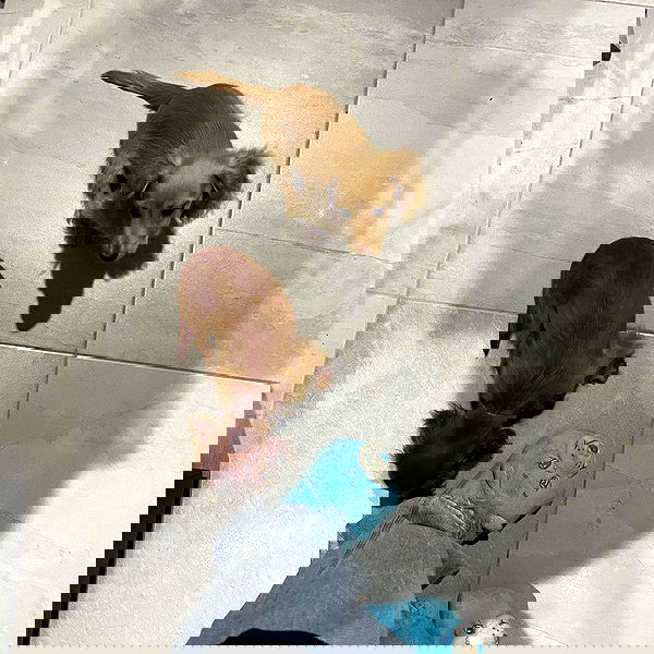 jtilb2 image ~ Altpins