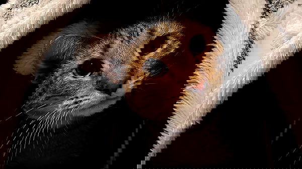 _animechika_ _animechika_ archive image