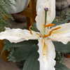 petite.carrot Altpins Profile Picture
