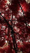 veroni22ka Altpins Profile Picture