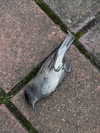 _broock_ Altpins Profile Picture