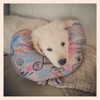 muze Altpins Profile Picture