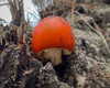 petite.carrot Altpins Profile Picture