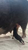 _mashachka_ Altpins Profile Picture