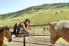 leonanaomii Altpins Profile Picture
