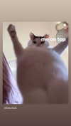 babynympho_archive Altpins Profile Picture