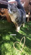 maori_cohen Altpins Profile Picture