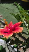 avital_1010.2003 Altpins Profile Picture