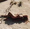 ashleybenson Altpins Profile Picture
