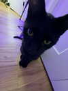 iamm3dusa Altpins Profile Picture