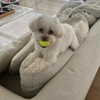 camimendes Altpins Profile Picture