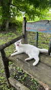 miikheeva_stasiiya Altpins Profile Picture