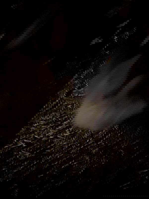 zoxmbiex image ~ Altpins