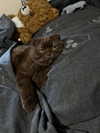 alice_hez Altpins Profile Picture