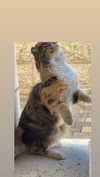 dante_yangpa Altpins Profile Picture