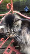 lyra.car Altpins Profile Picture