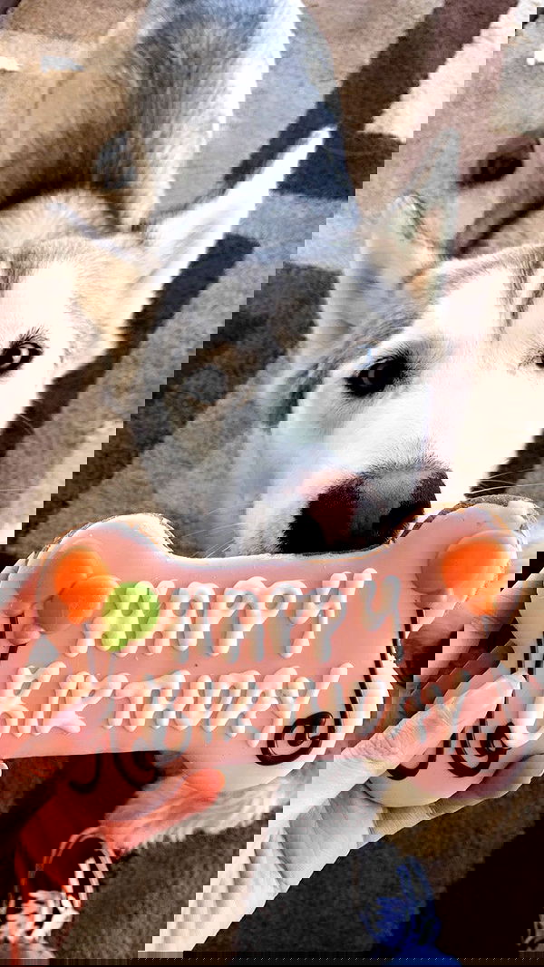 dracuina image ~ Altpins