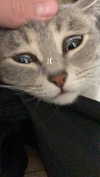 carmexan Altpins Profile Picture