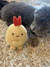 yuyuslivestreamdiary Altpins Profile Picture