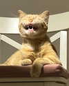 owlydiaa Altpins Profile Picture