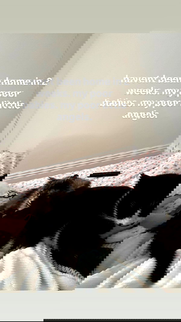 dracuina dracuina archive image