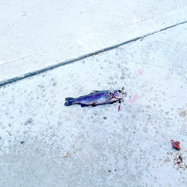 muze instagram image archive image