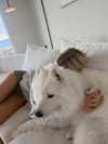 sophiecharlotth Altpins Profile Picture