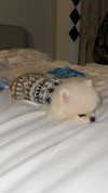 imshigh_ Altpins Profile Picture