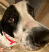pipssqueakss Altpins Profile Picture