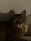 elowen.fawn Altpins Profile Picture