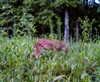 bugz4brainz Altpins Profile Picture