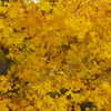 muze Altpins Profile Picture