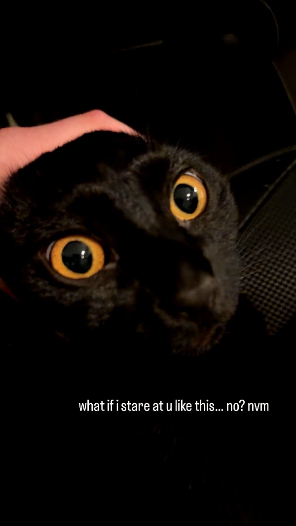 soupikitty archive image